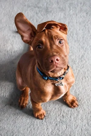 Vizsla Dog Wallpapers Screenshot 0