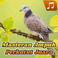 Masteran Perkutut Juara