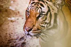 Tiger wallpapers Screenshot 3