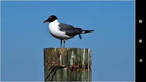 Gull Backgrounds Screenshot 2