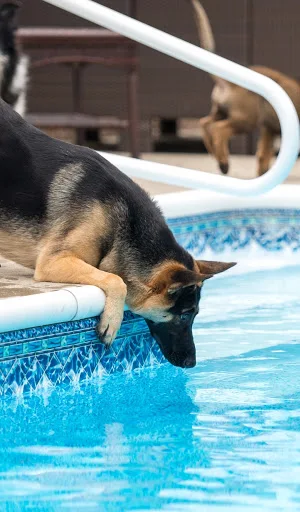 German Shepherd Wallpapers Screenshot 2