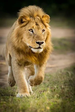 Lion Video Wallpaper Screenshot 0