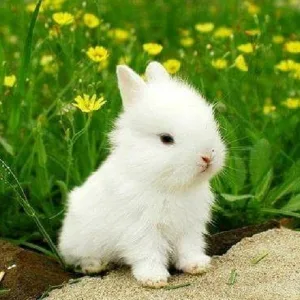 Little Bunnies Screenshot 1