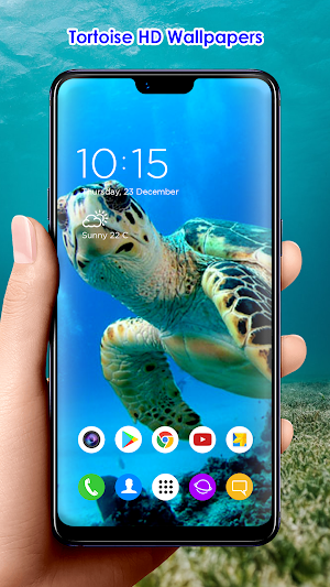 Tortoise HD Wallpapers Screenshot 3