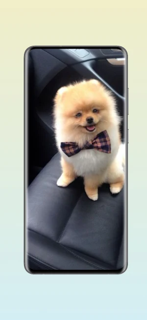 Cute Pomeranian Wallpapers Screenshot 1