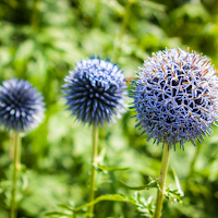 Globe Thistle Wallpaper