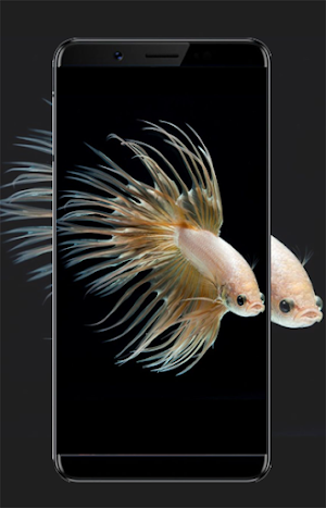 Betta Fish Wallpapers Screenshot 3