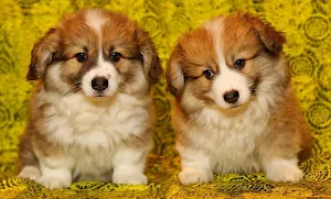 Puppy wallpapers Screenshot 0