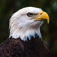 Bald Eagle Sounds