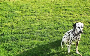 Dalmatian Dog Wallpaper HD screenshot 3