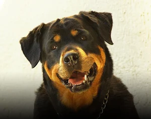 Rottweiler wallpapers Screenshot 1