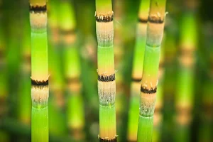 Bamboo wallpapers Screenshot 3