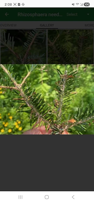MyIPM for Southern Fraser Fir Screenshot 3