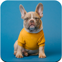 Dog Rescue: Save Pet Animals