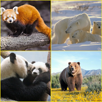 Brown Bear, Panda, Polar Bear, Red Panda Wallpaper