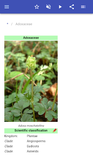 Plant families Screenshot 1