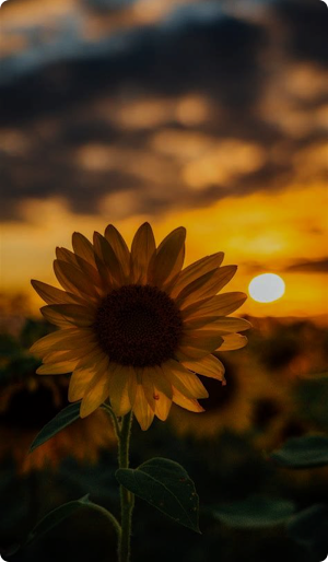 Sunflower Wallpaper 2024 Screenshot 1