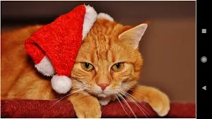 Christmas Cat Wallpapers Screenshot 0