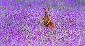 Kangaroo Wallpapers Screenshot 3