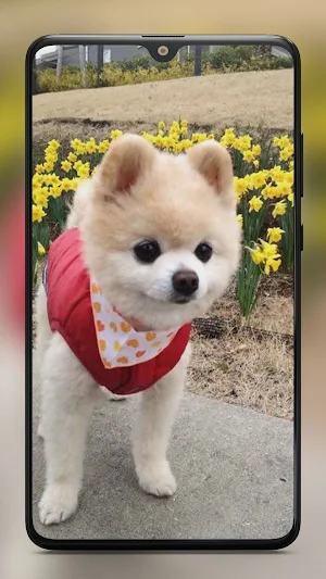 Cute Puppy Wallpaper HD Screenshot 1