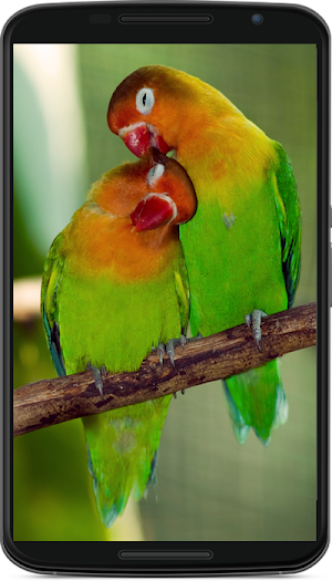 birds wallpaper Screenshot 3