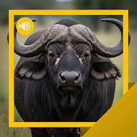 Buffalo Sounds & Stories