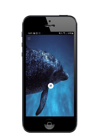 Dolphin Sound Screenshot 2