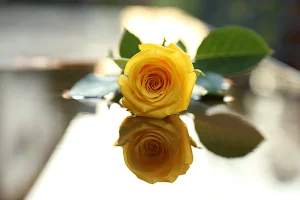 Yellow Rose Wallpapers Screenshot 3