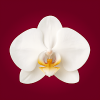 L'orchidea Nepi