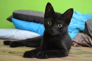 Black cats wallpapers Screenshot 1