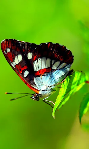 Butterfly Wallpapers Screenshot 1