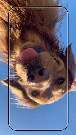 Laughify-funny meme wallpaper Screenshot 3