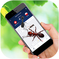 Ant Run on Screen Prank