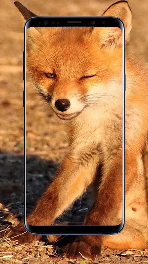 Fox Wallpapers Screenshot 2