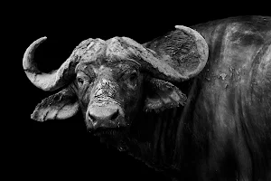 Buffalo Wallpapers Screenshot 3