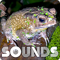 Thai Frog Sound Ringtones