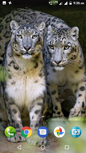Big Cats Wallpaper Screenshot 1