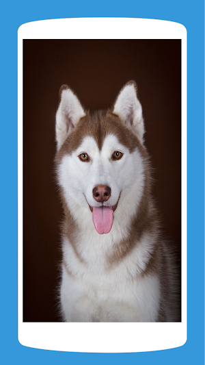 Cute Husky Wallpaper HD 4K Screenshot 0