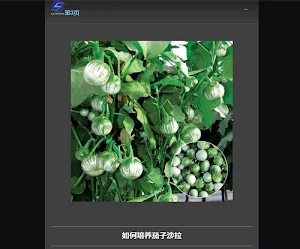eggplant cultivation Screenshot 0