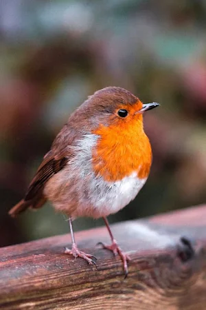 Bird Video Wallpapers Screenshot 3