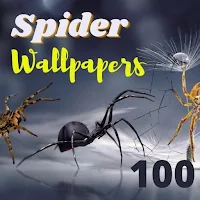 New year Spider Unique Wallpap