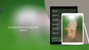 Pig Sounds Screenshot 2