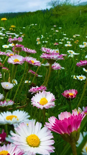 Daisy Flowers wallpapers Screenshot 2