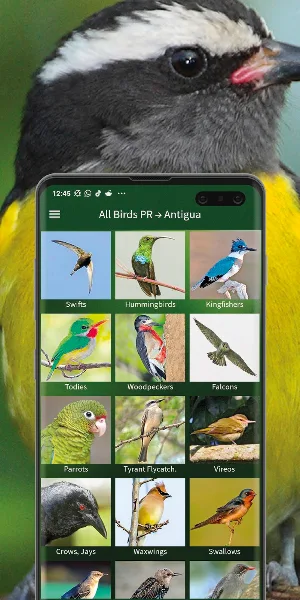 All Birds West Indies: Puerto Rico east to Antigua Screenshot 1