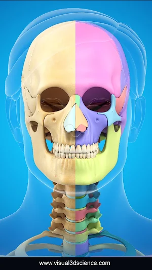 Skull Anatomy Pro. Screenshot 0