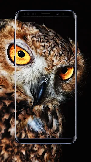 Owl Wallpaper Screenshot 0