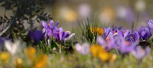 Crocus Flower Wallpapers Screenshot 1