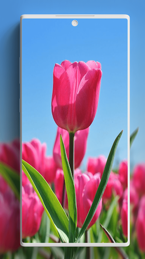 Tulip Wallpaper Screenshot 2