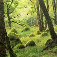 Let's Find Moss!