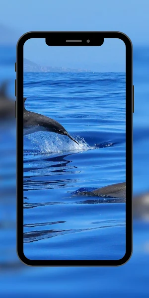 Wallpaper Dolphin Fish Screenshot 2